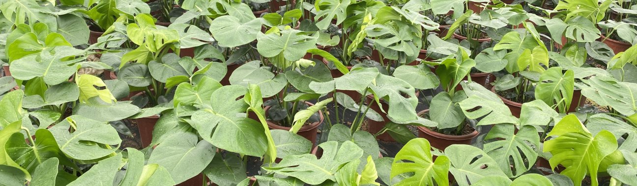 Montera