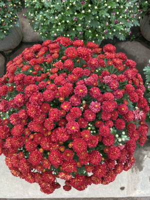 Cây Cúc Đỏ Hàn Quốc