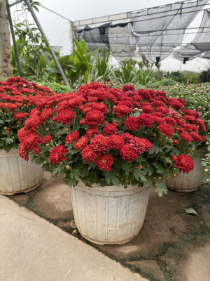 Cây Cúc Đỏ Hàn Quốc