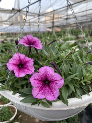 Cây Dạ Yến Thảo