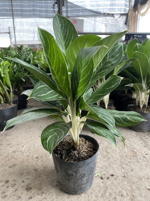 Cây Bạch Mã Hoàng Tử