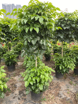 Cây Hạnh Phúc 2 Tầng