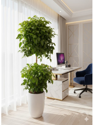 Cây Hạnh Phúc 2 Tầng