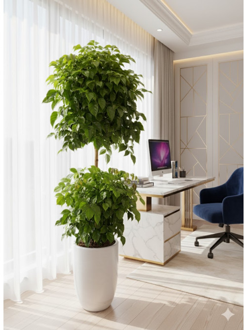 Cây Hạnh Phúc 2 Tầng