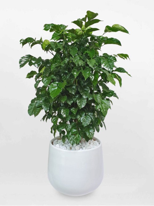 Cây Hạnh Phúc