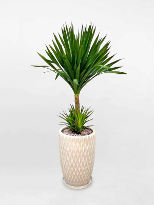 Cây Phát Tài Núi